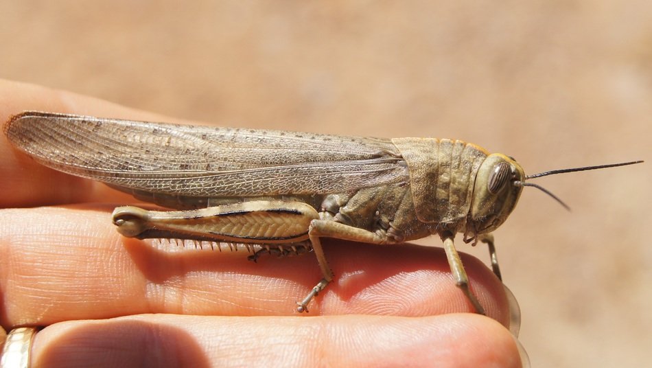 big gray grasshopper on hand