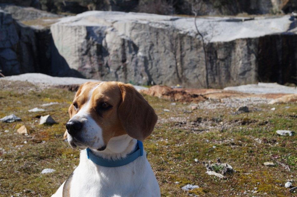picture of the dog pet
