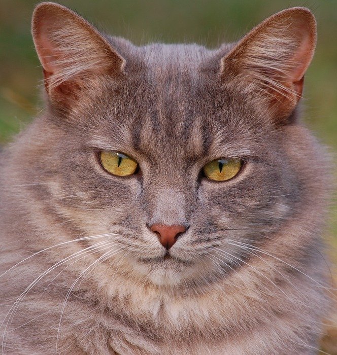 enchanting Kitten Domestic