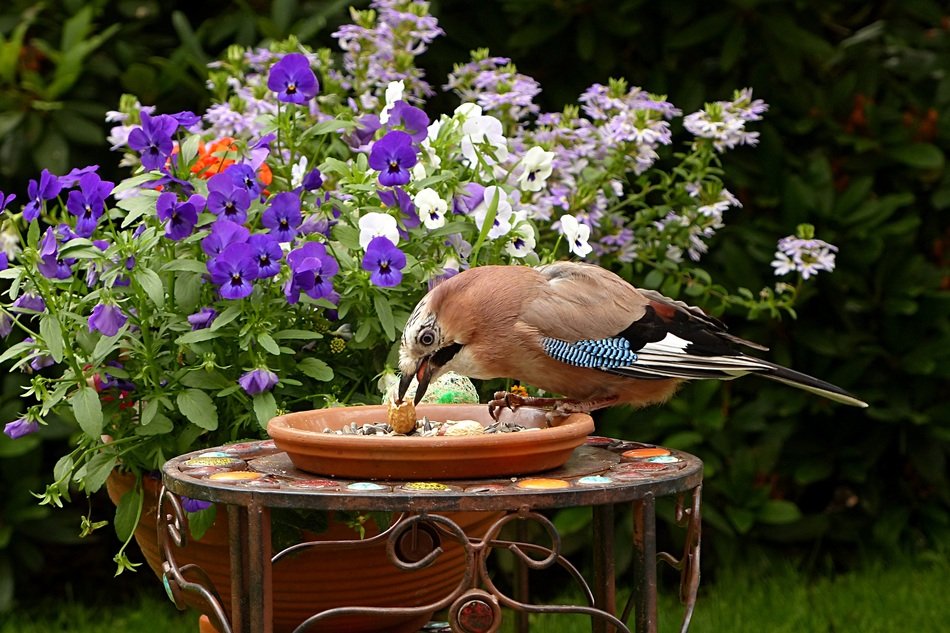 garrulus glandarius bird and flowers in a garden