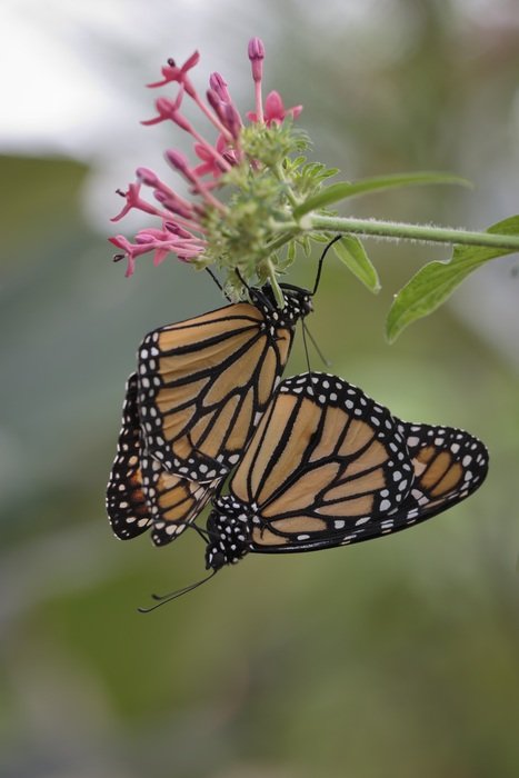 reproduction of butterflies on a flower