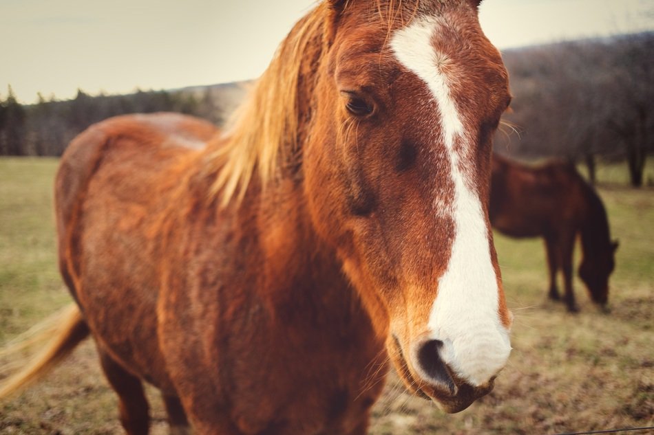 horses in the field in autumn