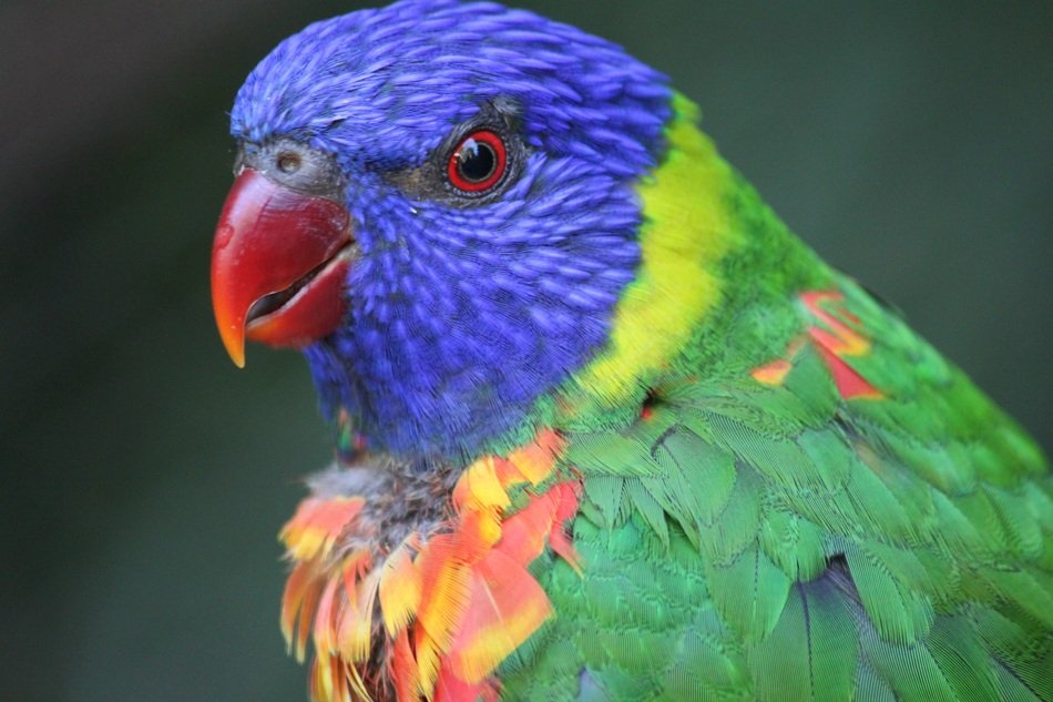 Close-up of the Rainbow Colored Bird, Parakeet head free image download