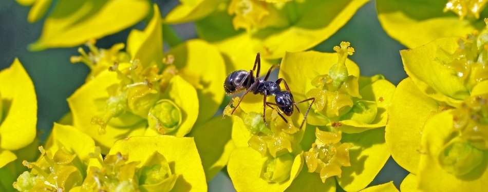 black ant on flowering cypress
