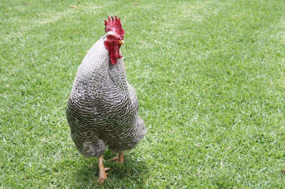 spotted chicken on a green lawn