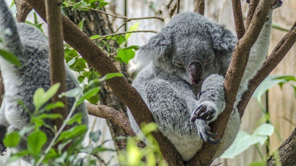 Koala or Phascolarctos cinereus