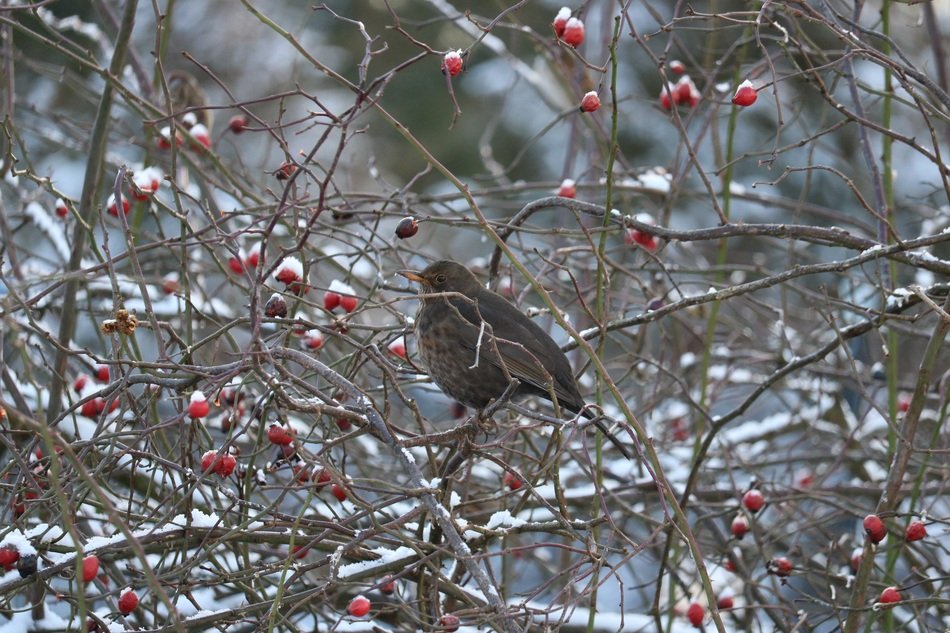 wild blackbird on dogrose in winter