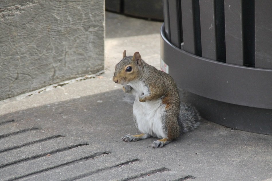 furry squirrel on a city street