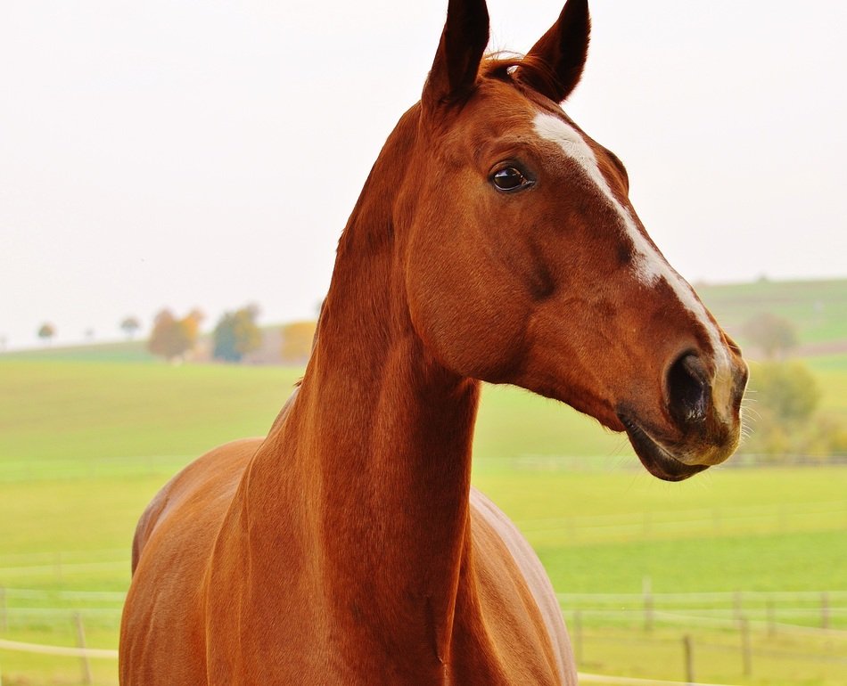horse on the autumn field