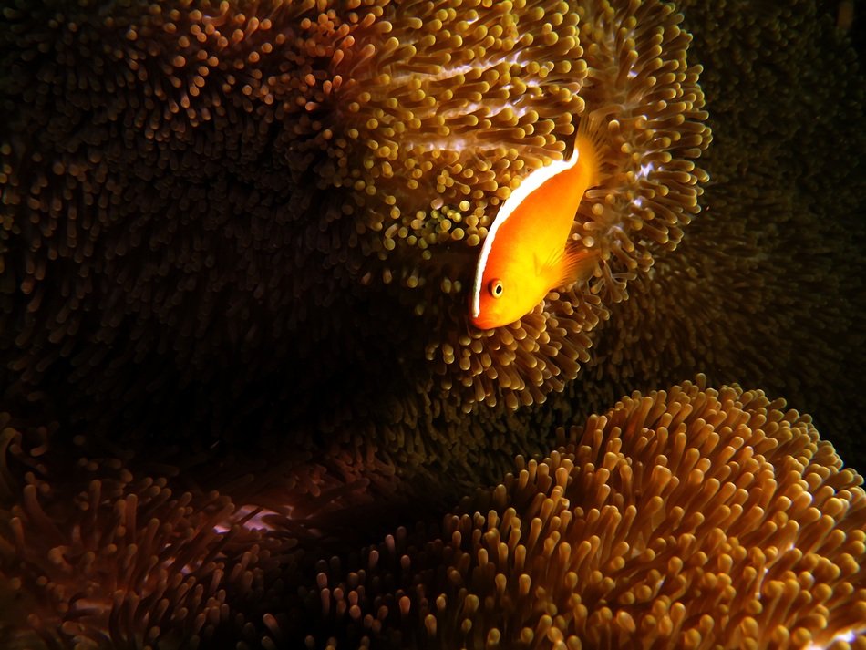 orange Fish at brown coral feef