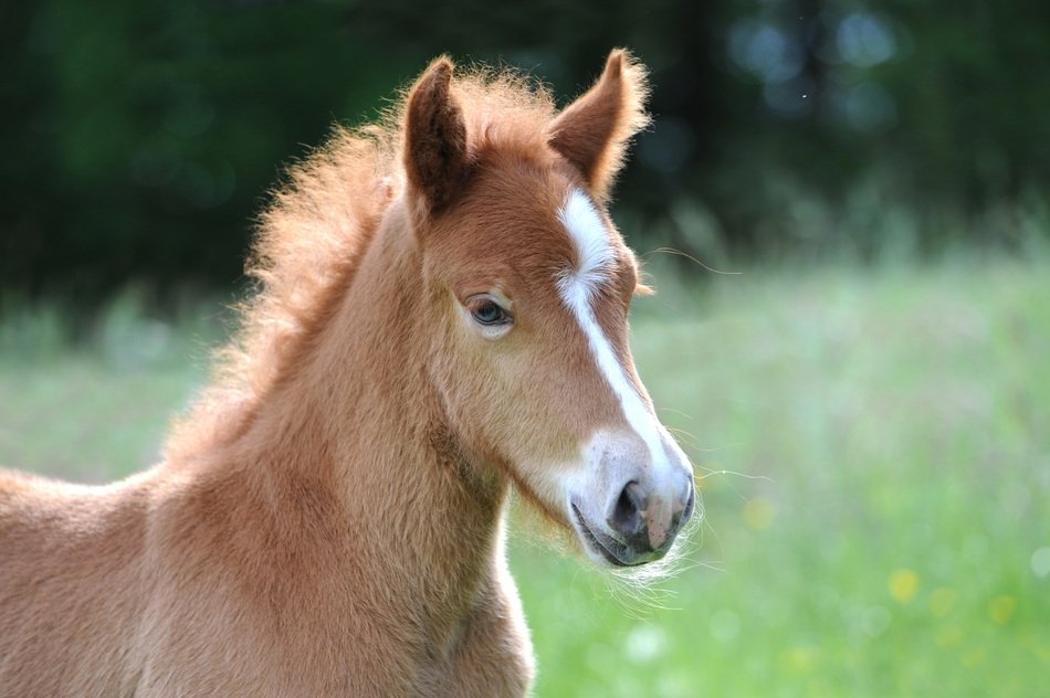 Foal in Iceland