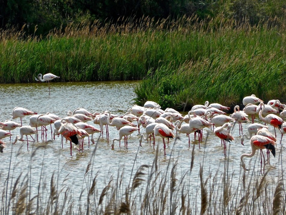 wonderful and beautiful Flamingos on Lake