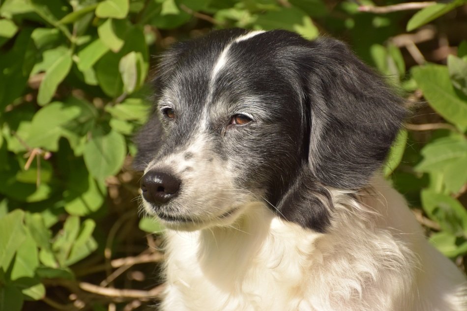 friendly dog sits on a background of green leaves