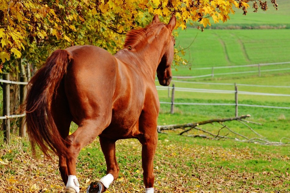 running horse on the pasture