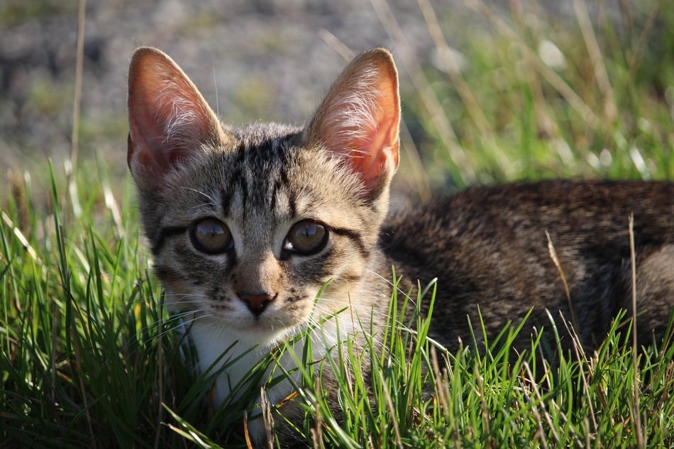 young cat in the green grass