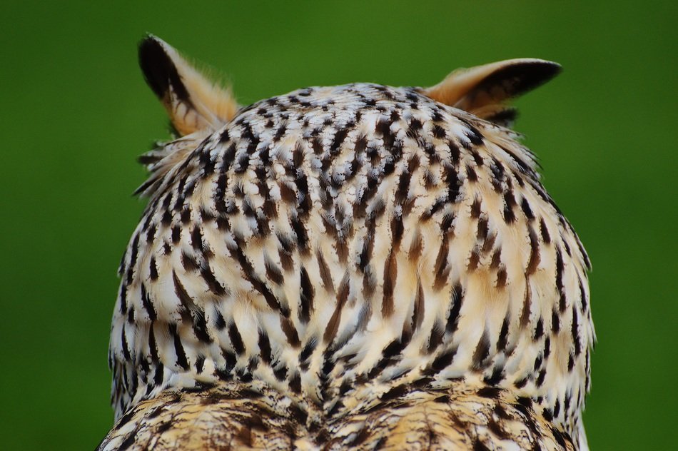 owl with beautiful plumage on the green background
