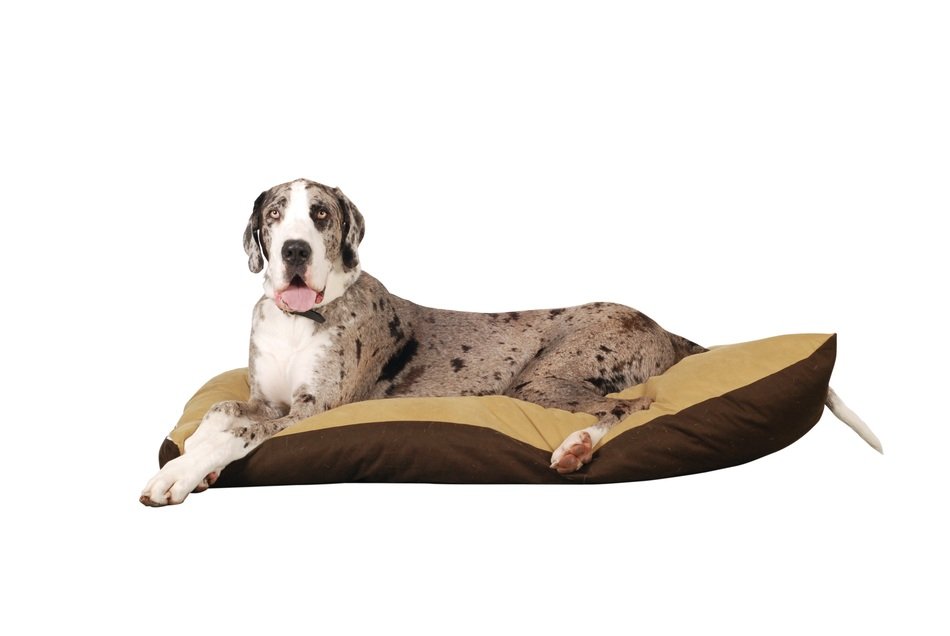 Great Dane on the pillow