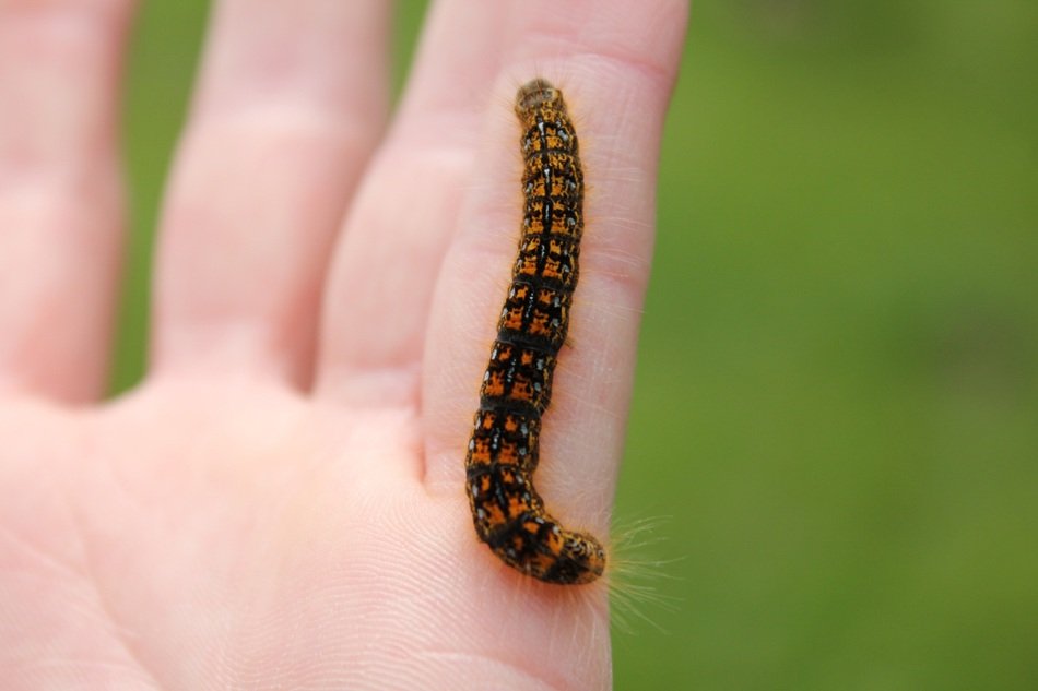 picture of the Caterpillar is on a hand