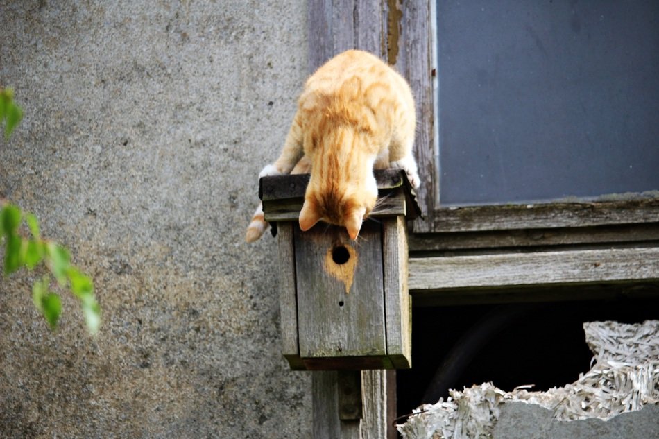 red cat on the feeder