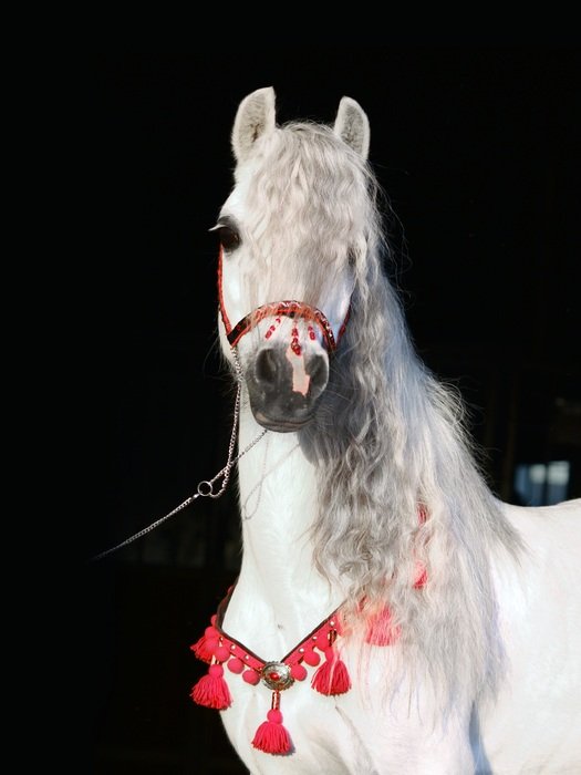 white horse artist