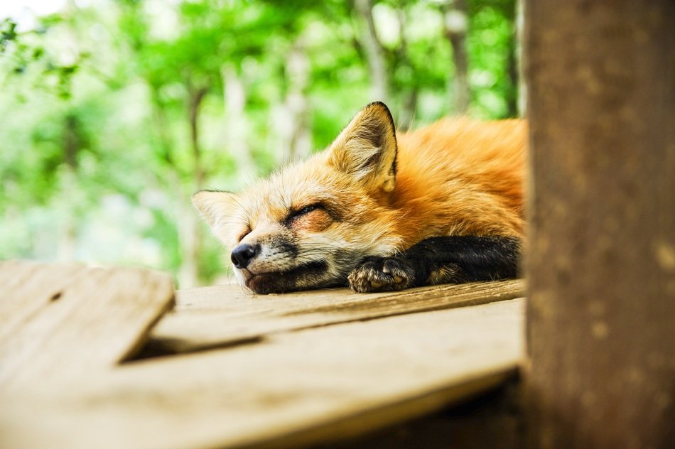red fox resting on the boards