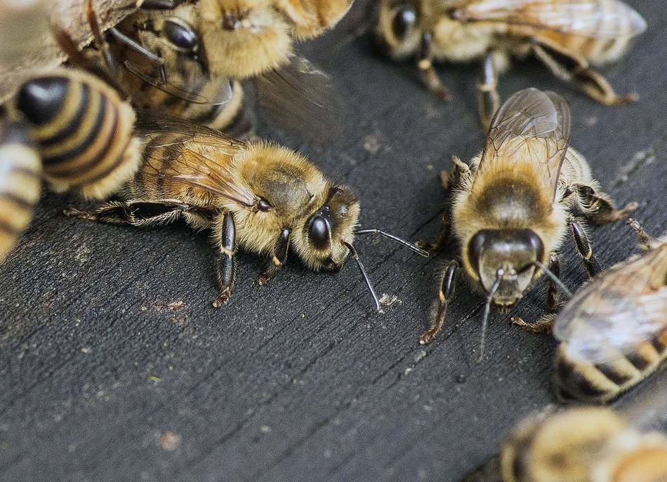 bees on the board