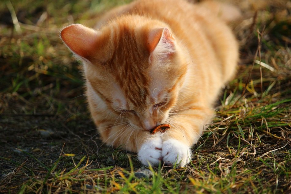 Cute playful young orange and white cat