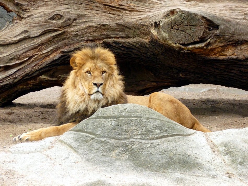Lion near the tree