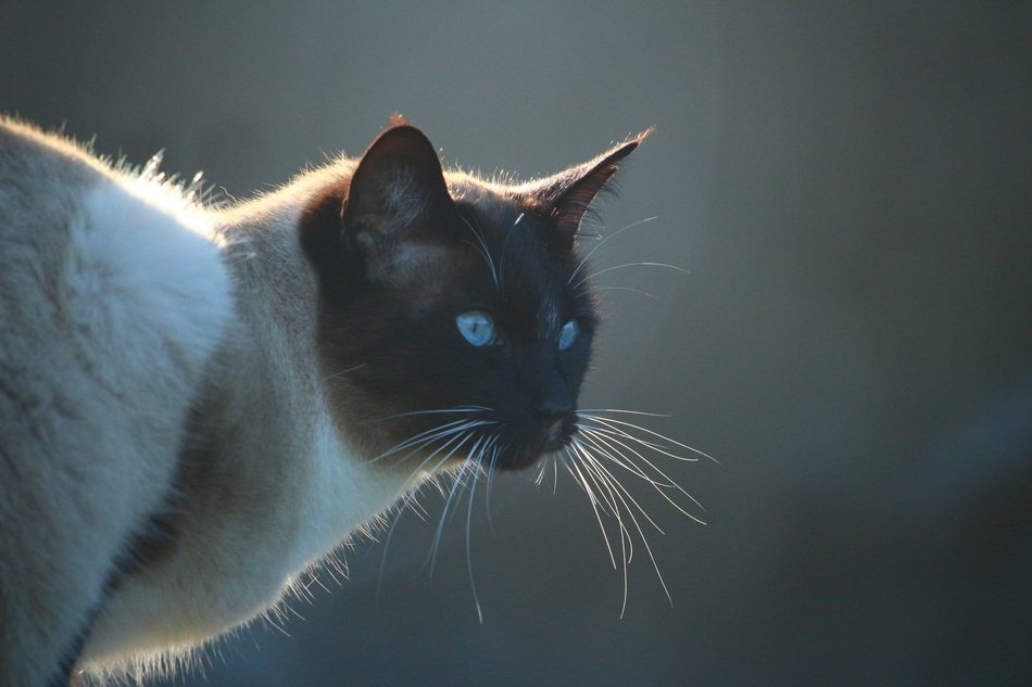 picture of the siamese cat