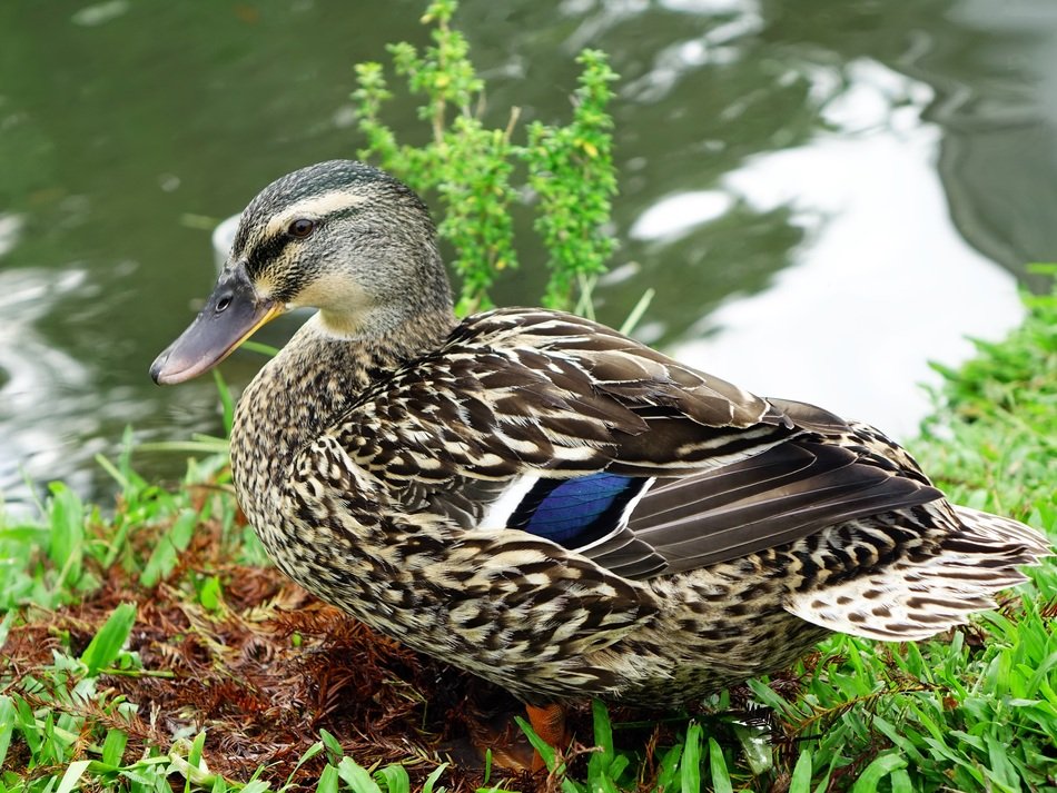 gray-coated duck near the lake