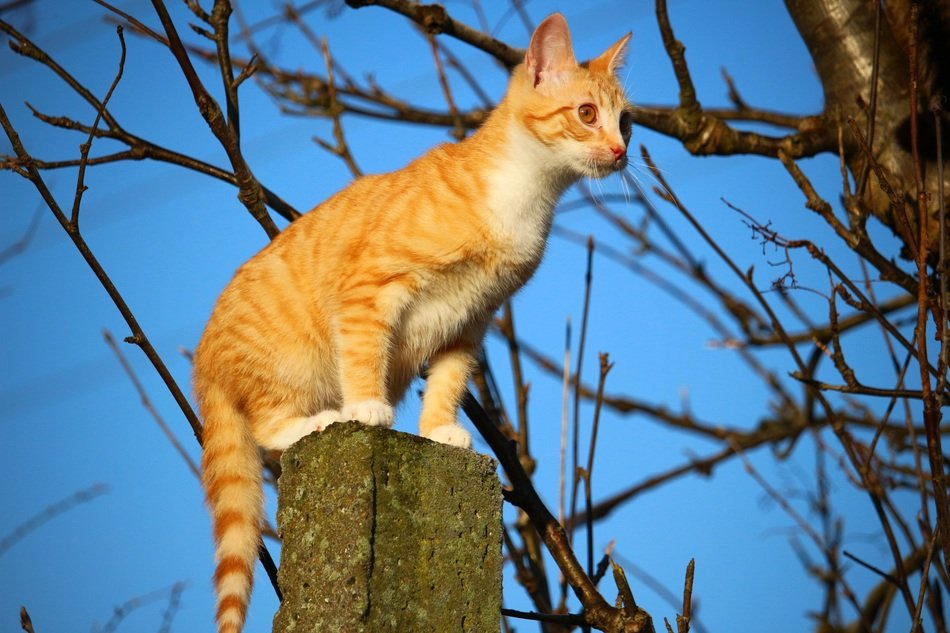 red young cat on the pile