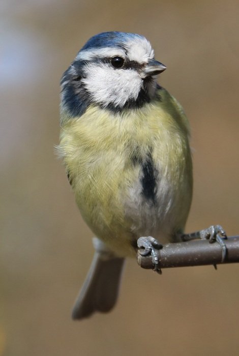 tit in the garden