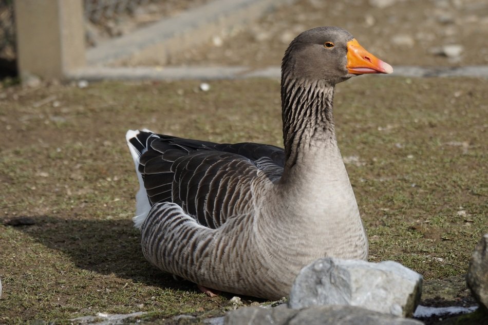 Goose in South Africa