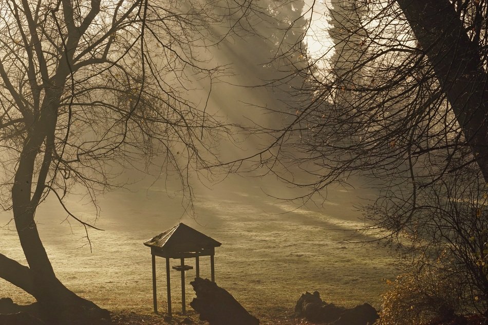 Bird Sunbeam Tree