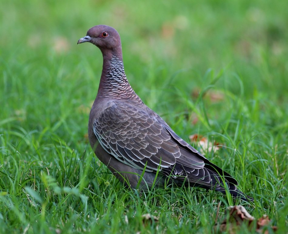 Pomb&atilde;o Asa Branca pigeon on grass