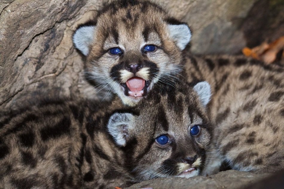 newborn mountain lions