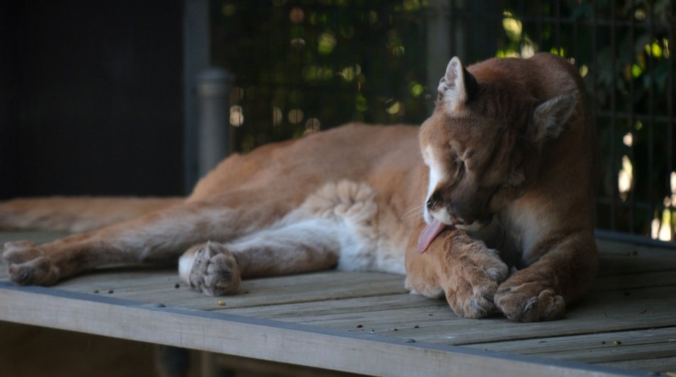 wonderful and beautiful Cougar Puma