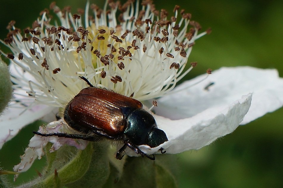 perfect beautiful Beetle on Plant