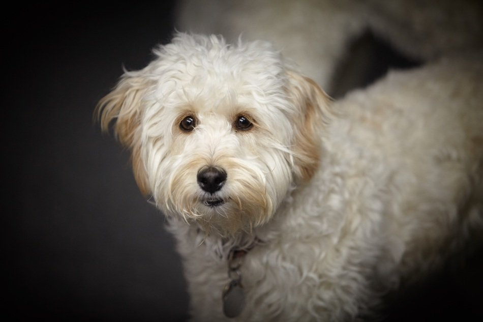 Cute beautiful white labradoodles