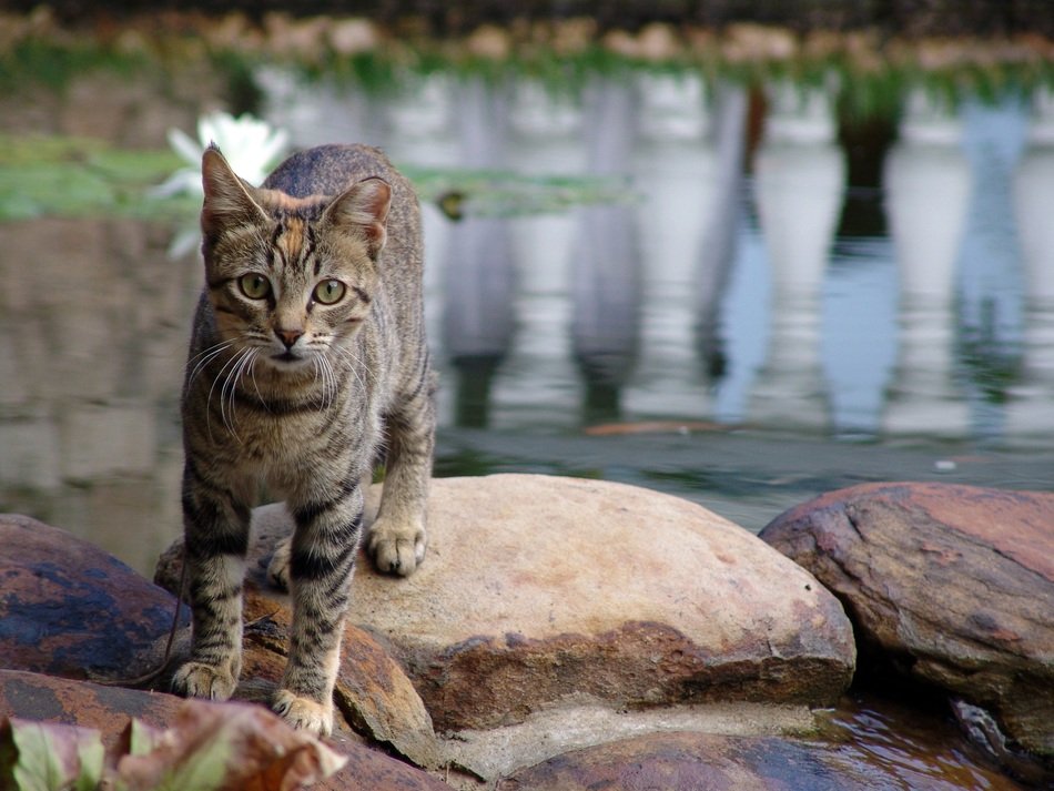 domestic cat on the rocks, africa, kenya