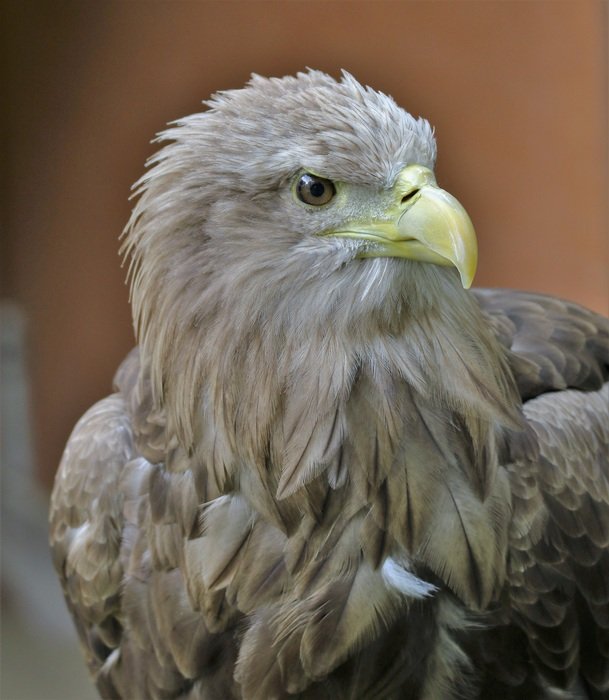cute lovely Eagle