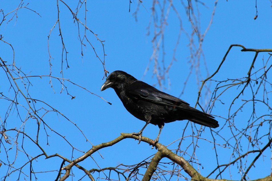 small raven bird