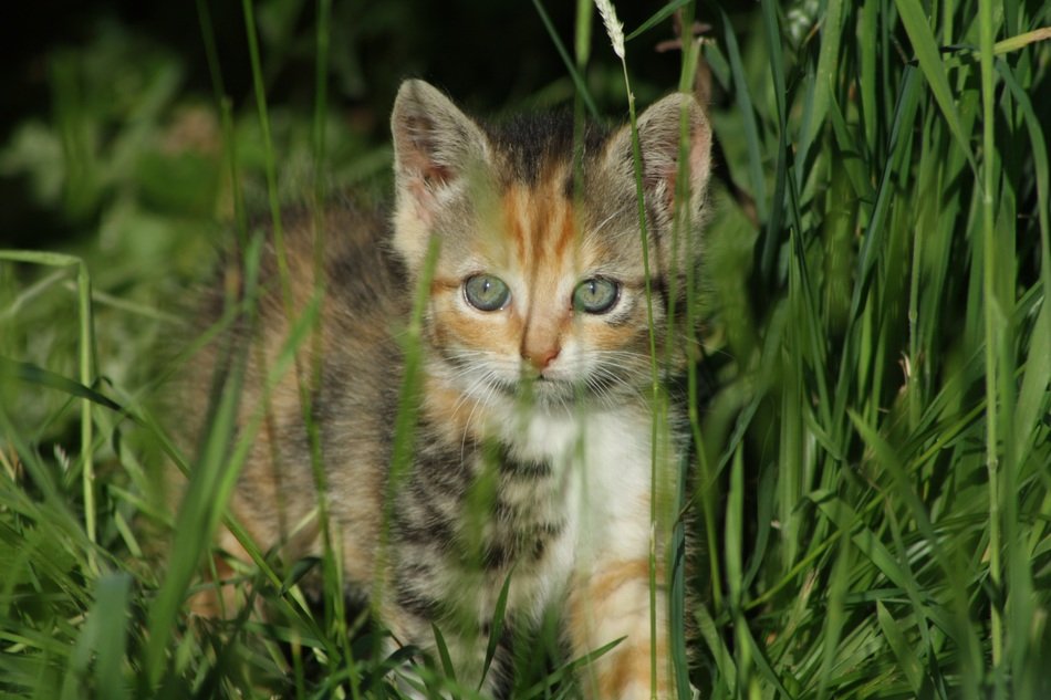 Small kitten in a grass