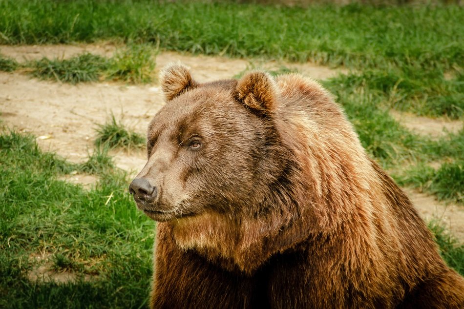 Brown Bear Ursus
