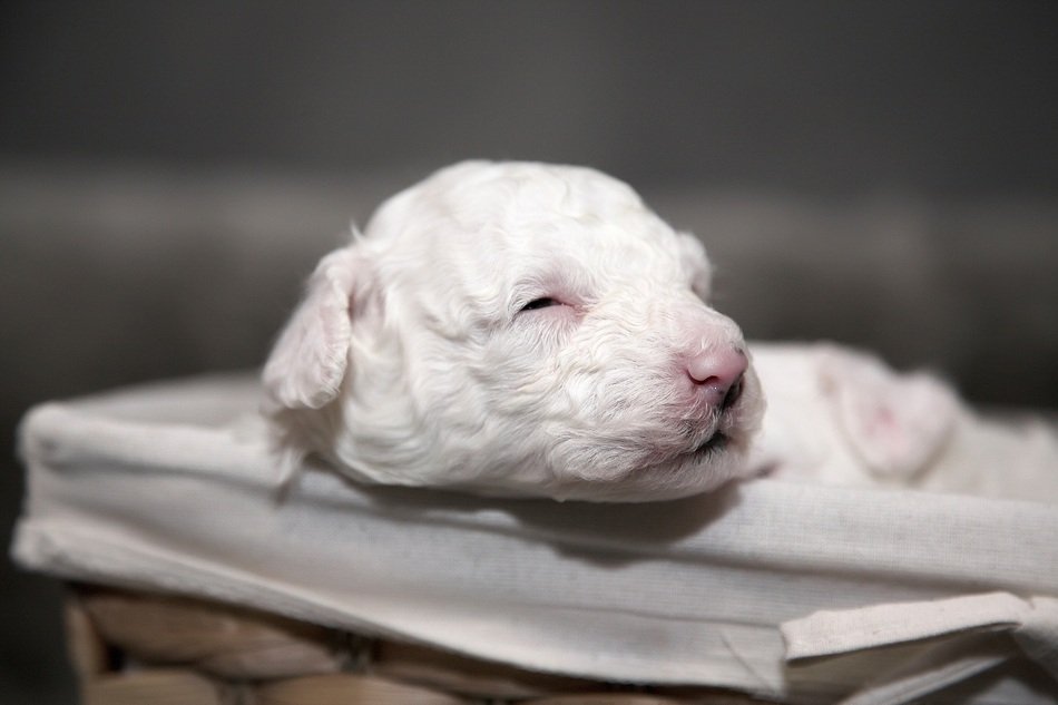 Puppy Malteser