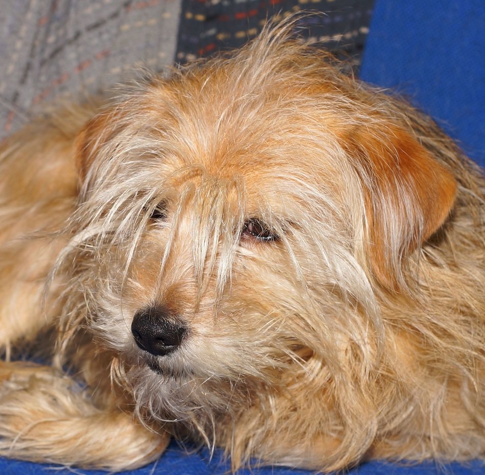 perfect beautiful Bitch Hybrid dog