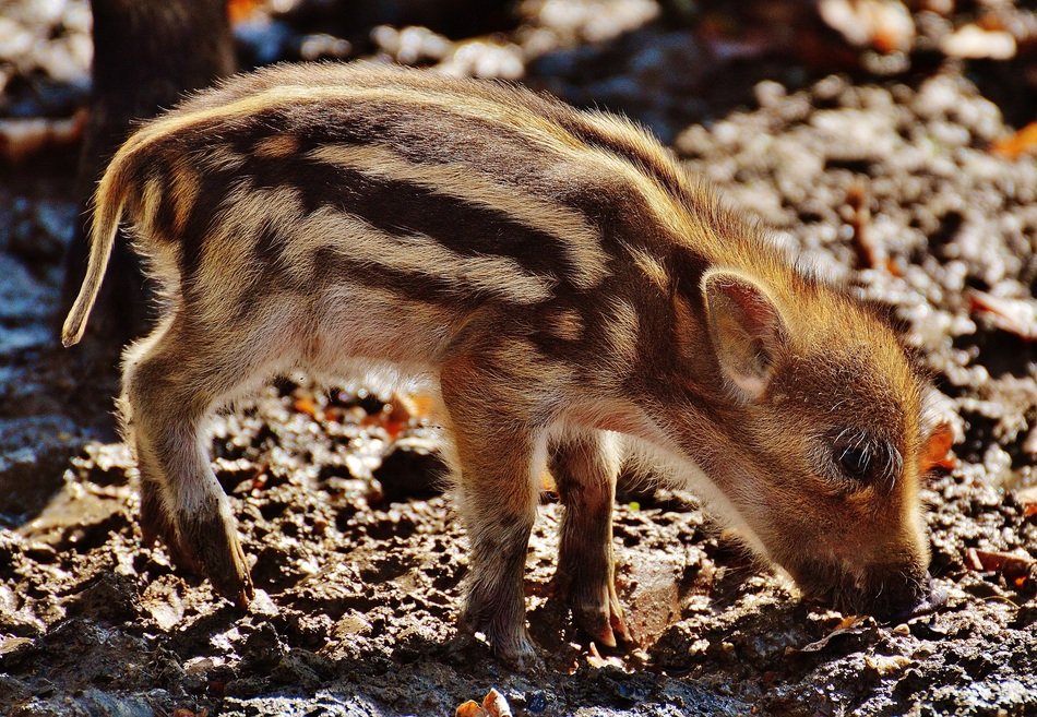 funny wild piglet in the wildpark poing