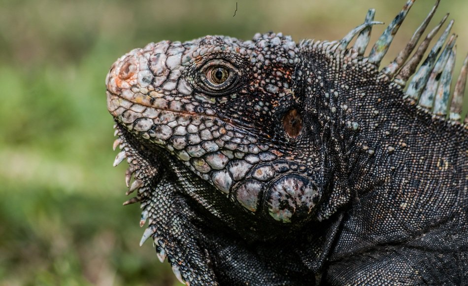 great reptile,iguana