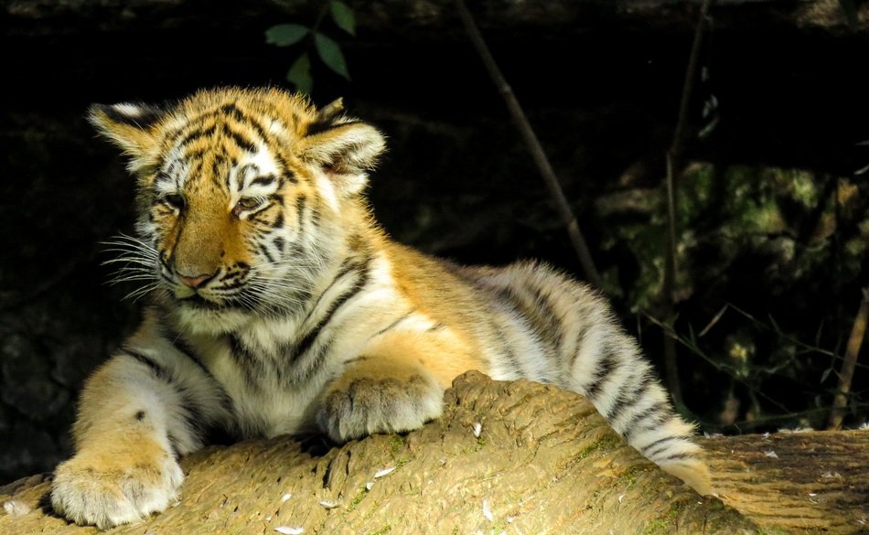 photo of the cute tiger