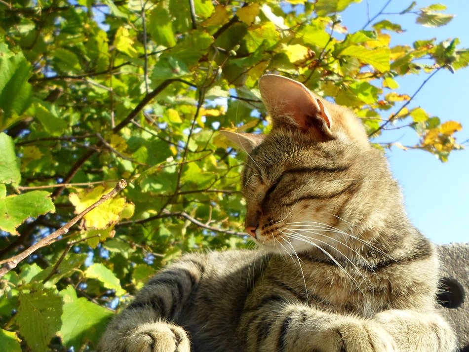 Cat near the tree